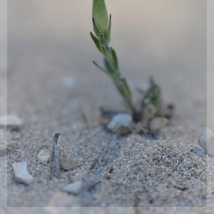 Photographie n°315922 du taxon Silene conica L.