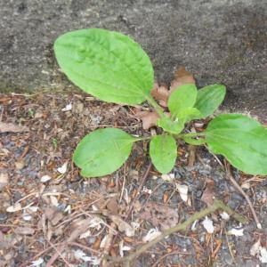 Photographie n°315976 du taxon Plantago major L. [1753]