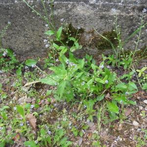 Photographie n°315985 du taxon Myosotis arvensis (L.) Hill [1764]