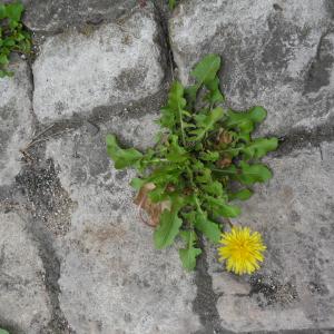 Photographie n°315989 du taxon Taraxacum F.H.Wigg. [1780]