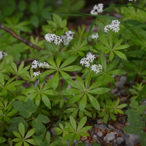 Photographie n°316051 du taxon Galium odoratum (L.) Scop. [1771]