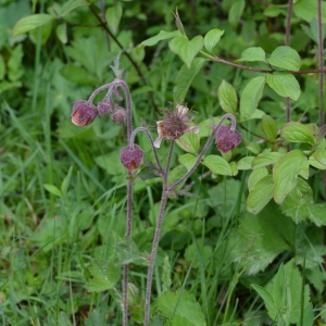 Photographie n°316056 du taxon Geum rivale L. [1753]