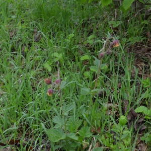 Photographie n°316057 du taxon Geum rivale L. [1753]