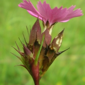 Photographie n°316153 du taxon Dianthus carthusianorum L. [1753]