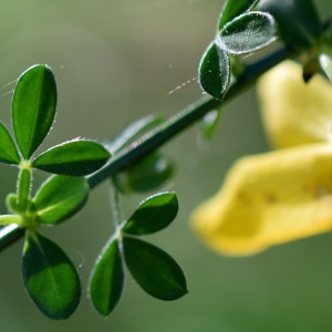 Photographie n°316158 du taxon Cytisus scoparius (L.) Link [1822]