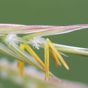 Photographie n°316270 du taxon Bromopsis inermis (Leyss.) Holub [1973]