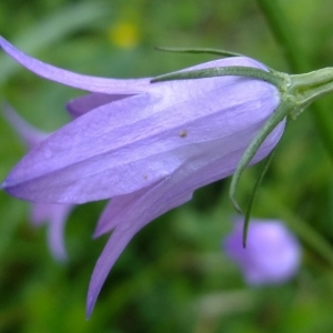 Photographie n°316315 du taxon Campanula rapunculus L. [1753]