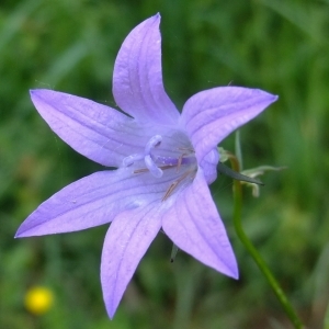 Photographie n°316318 du taxon Campanula rapunculus L. [1753]