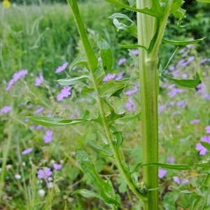 Photographie n°316326 du taxon Crepis biennis L. [1753]