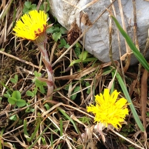 Photographie n°316337 du taxon Tussilago farfara L. [1753]