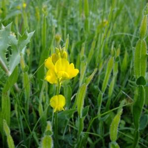 Photographie n°316344 du taxon Genista sagittalis L. [1753]