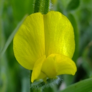 Photographie n°316346 du taxon Genista sagittalis L. [1753]