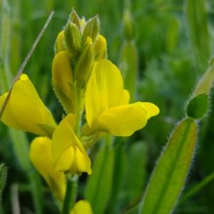 Photographie n°316347 du taxon Genista sagittalis L. [1753]