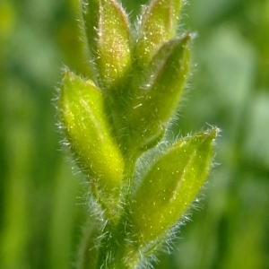 Photographie n°316349 du taxon Genista sagittalis L. [1753]