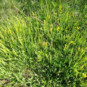 Photographie n°316351 du taxon Genista sagittalis L. [1753]