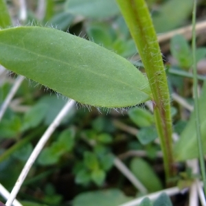 Photographie n°316353 du taxon Genista sagittalis L. [1753]
