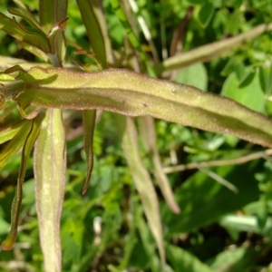 Photographie n°316373 du taxon Melampyrum arvense L. [1753]