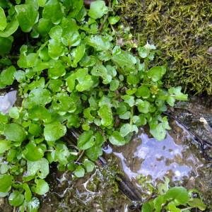 Photographie n°316380 du taxon Nasturtium officinale R.Br. [1812]