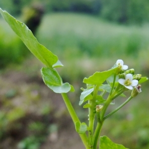 Photographie n°316382 du taxon Nasturtium officinale R.Br. [1812]