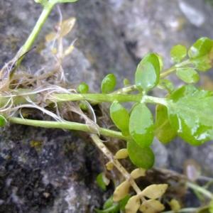 Photographie n°316384 du taxon Nasturtium officinale R.Br. [1812]