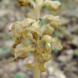 Photographie n°316386 du taxon Neottia nidus-avis (L.) Rich. [1817]