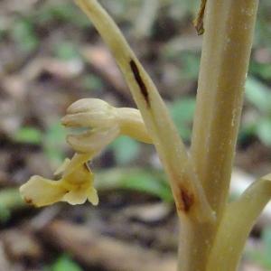 Photographie n°316389 du taxon Neottia nidus-avis (L.) Rich. [1817]