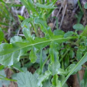 Photographie n°316456 du taxon Reseda lutea L. [1753]