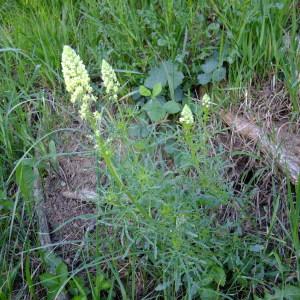 Photographie n°316458 du taxon Reseda lutea L. [1753]