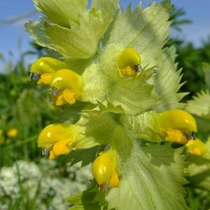 Photographie n°316464 du taxon Rhinanthus alectorolophus (Scop.) Pollich [1777]