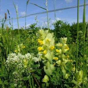 Photographie n°316465 du taxon Rhinanthus alectorolophus (Scop.) Pollich [1777]