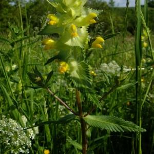 Photographie n°316466 du taxon Rhinanthus alectorolophus (Scop.) Pollich [1777]