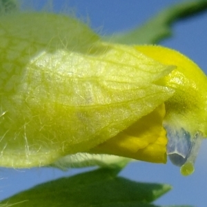 Photographie n°316473 du taxon Rhinanthus alectorolophus (Scop.) Pollich [1777]