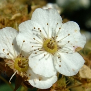 Photographie n°316475 du taxon Spiraea chamaedryfolia L. [1753]