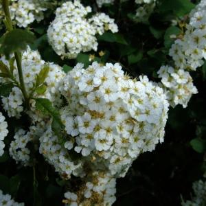 Photographie n°316476 du taxon Spiraea chamaedryfolia L. [1753]