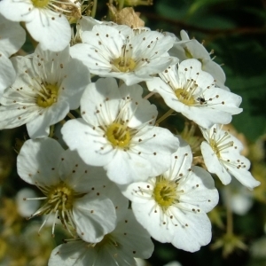 Photographie n°316477 du taxon Spiraea chamaedryfolia L. [1753]