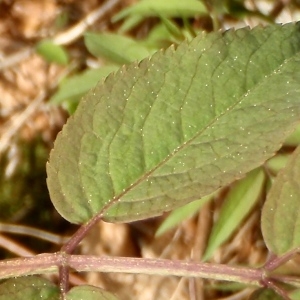 Photographie n°316510 du taxon Sambucus racemosa L. [1753]