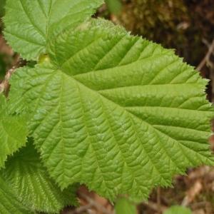 Photographie n°316511 du taxon Corylus avellana L. [1753]