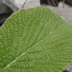 Photographie n°316514 du taxon Viburnum lantana L. [1753]