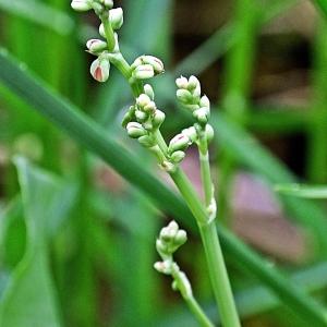 Photographie n°316519 du taxon Rumex scutatus L. [1753]