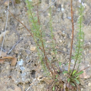 Photographie n°316605 du taxon Anarrhinum bellidifolium (L.) Willd. [1800]