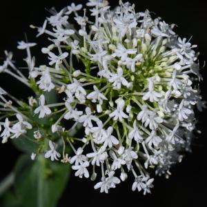 Photographie n°316619 du taxon Centranthus ruber (L.) DC. [1805]