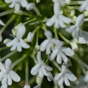 Photographie n°316620 du taxon Centranthus ruber (L.) DC. [1805]