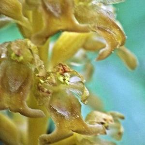 Photographie n°316644 du taxon Neottia nidus-avis (L.) Rich. [1817]