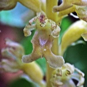 Photographie n°316646 du taxon Neottia nidus-avis (L.) Rich. [1817]