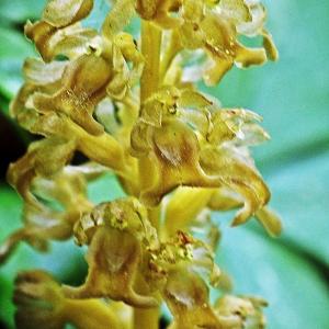 Photographie n°316647 du taxon Neottia nidus-avis (L.) Rich. [1817]
