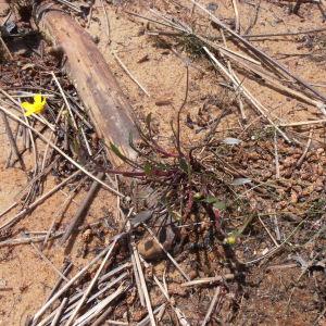 Photographie n°316680 du taxon Ranunculus flammula L. [1753]