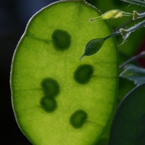 Photographie n°316708 du taxon Lunaria annua L. [1753]