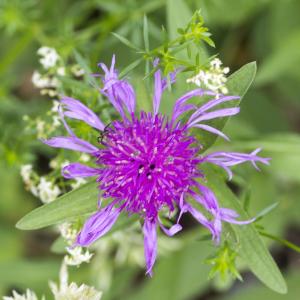 Photographie n°316760 du taxon Centaurea jacea subsp. jacea 