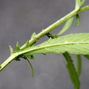 Photographie n°316762 du taxon Centaurea jacea subsp. jacea 