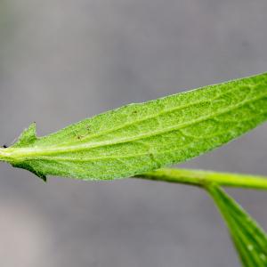 Photographie n°316763 du taxon Centaurea jacea subsp. jacea 